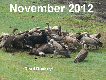 Dead Donkeys in 2012!  Let's fire Obama!